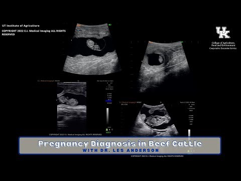 Pregnancy Diagnosis in Beef Cattle