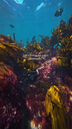 free diving or bird watching? why not both! I’ve filmed tons of marine life in my time free diving, from sharks, to eels, to rays, seals, and everything in between. this was my first time capturing a cormorant diving beneath the surface to look for its next meal. this encounter was by far the hardest creature to follow, 1 because they were so fast, but 2, because they just disappear into the environment. enjoy this cormorant (a bird) joining me on my free dive🤙🏻 #diving #snorkeling #gopro #oce