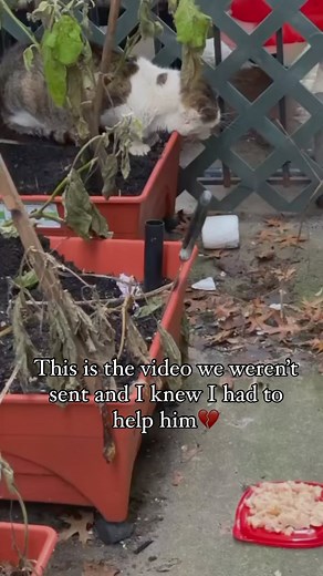 196K views · 1.3K reactions | Back to the emergency vet with this cat. I’m so worried that it will be another heart break. I don’t know if he has heart disease or a severe upper respired infection. But he can’t breathe. 凉 | Puppykittynycity | Facebook