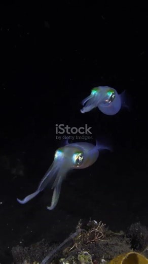 The More You Watch, The Worse It Gets #scifi #alien #shorts