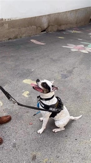 What a great video showing some techniques for working through a dog who is upset by other dogs. Often dogs like this are just fearful and need to learn things are ok. By the way, follow @nicks_k9_training if you want to see more. #dogtraining #dogbehavior #dogtrainingtips #reactivedog | Thinking Canine