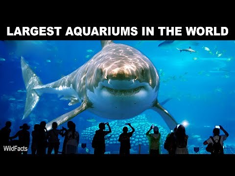 10 Biggest Aquariums In The World