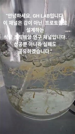 산삼 조직배양 l GH LAB Culture#산삼 #조직배양 #식물조직배양 #GHLAB