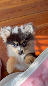 1.1K views · 961 reactions | Pomsky Puppy Siberian Husky Pomeranian mix | Gia Armani | Facebook