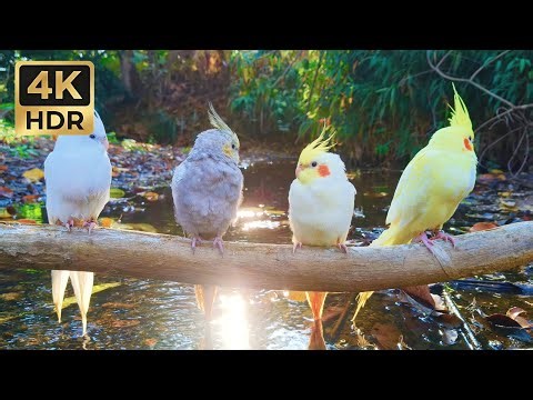 ​1 Hour Relaxing Cockatiel Singing in the Wild | Golden Morning Sun