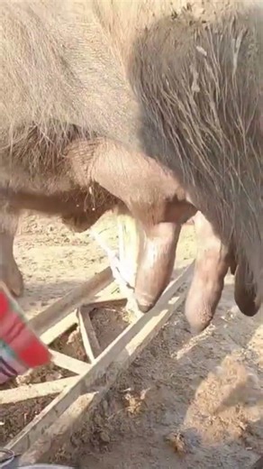 How Milk Is Collected from a Cow