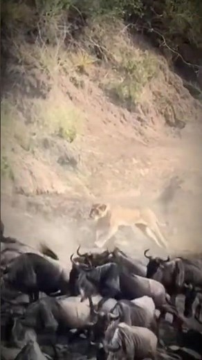 When Wildebeest Meet Hungry Lion In The Wild #wildlife #nature #survival