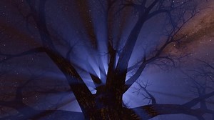 Ai Generated, Tree, Forest. Free Stock Video