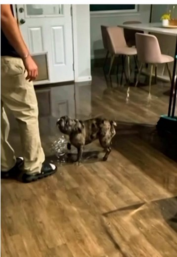 Get seated with your dogs and watch all-new #Ridiculousness tonight at 8p on @MTV‼️🦴 #reaction #funny #fail #dogsoftiktok
