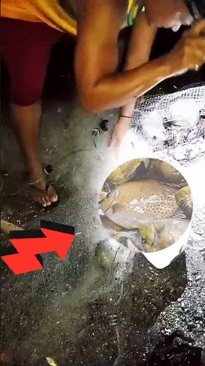 Rabbit Fish Net Catch – Traditional Coastal Fishing!🤔 #rabbitfish #netfishing #video
