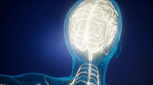 Anatomy of Human Brain