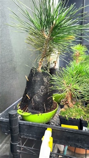 Black Pine seedling becomes Black Pine Bonsai.