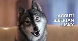 Agouti Husky: Facts, Puppy Price, Guide & More | Puplore