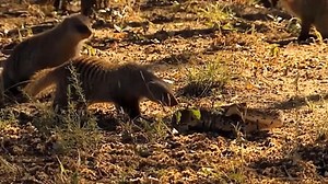 8 Moments Wild Animal Attacks Caught On Camera | Exploring Wild Nature