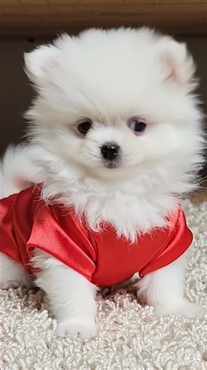 Cute dog puppy 😻 Toy Pom #guardiansofloyalty #shorts #youtubeshorts #toypoms