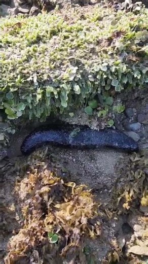 Black Sea Cucumber | Rocky shore of Pakistan