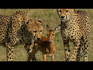What happens when Cheetah brothers catch impala calf