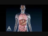 Asthma Animation - 3D Medical Animation • Video • MEDtube.net