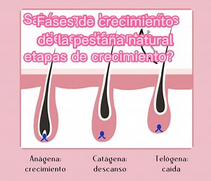Fases de Crecimiento de las Pestañas: Anágena, Catágena, Telógena