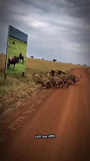 ምንም ሳይኖር በባዶ #ethiopian_tik_tok #fyp #viral #creatorsearchinsights #ኢትዮጵያ_ለዘለዓለም_ትኑር🇪🇹🇪🇹🇪🇹