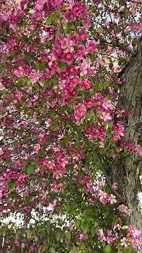 🌸🌷Gorgeous flowering crabapple tree in full bloom 5/5/2026🌷🌸
