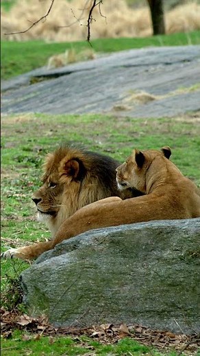 LIONS! The Pride of the Bronx Zoo | The Kings of NYC’s Urban Jungle. RAW POWER! Lions Rule!