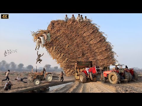 Massey Ferguson 385 Tractor Extreme Power💪 | tractor live accident | 4k Ultra HD | Falak 4k official