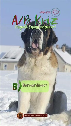 Koja rasa je TEŽA? | A/B❓️Kviz #dogworld #quiz #quiztime #answer #popular #viral #viraldog #shorts