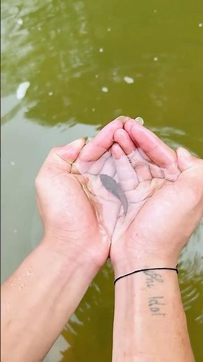 Tưởng Nuốt Sống Ai Ngờ... 😳🐟 | Rescued, Not Eaten!