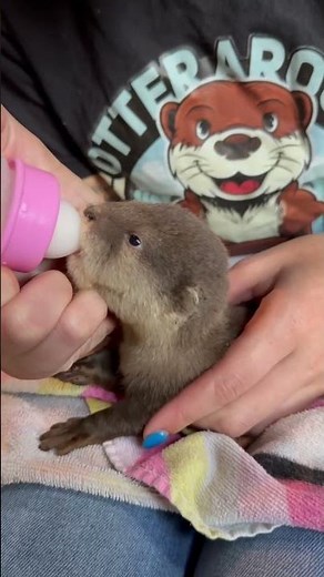 Baby Otter Compilation ❤️