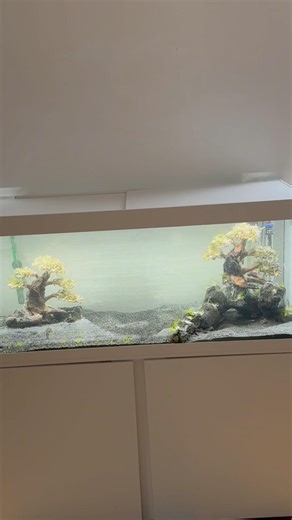 Building a Underwater Zen Garden #aquascape #fishtank #240l #aquariumplants #aquascaping #bonsai