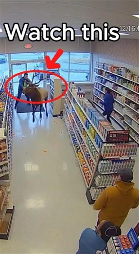 CCTV Footage of Elk Smashes Through Store Entrance