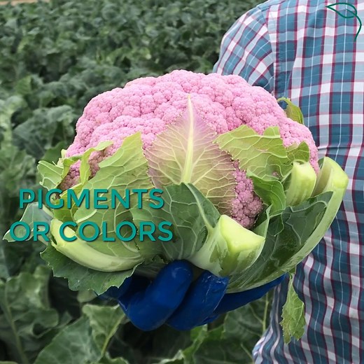 DO YOU KNOW how colored cauliflower get their color? It’s ALL natural! No dyes, no GMO’s. Nature's Reward spills all the details about orange and purple cauliflower. | Western Growers