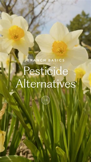 20K views · 21 reactions | Did you know there are natural ways to make your yard and garden less susceptible to bugs? 烈 We’ve got some fantastic tips to help you say goodbye to toxic chemicals and hello to a naturally bug-resistant yard!  Comment ‘Bugs’ for safer ways to protect your yard, garden, family, and local wildlife from pests! ✨ | Branch Basics | Facebook