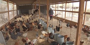 Las Vegas egg producer talks about sky-high egg prices