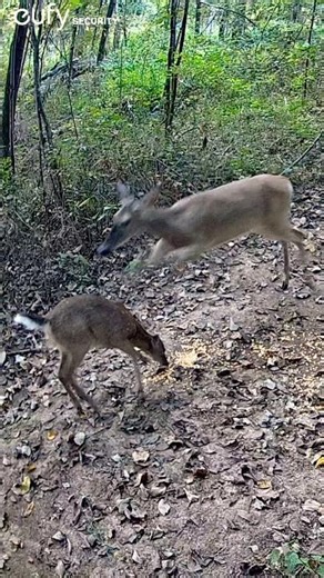 RARE FOOTAGE: MOTHER DEER TRIES TO STOMP HER BABY Over Morning Corn #shorts