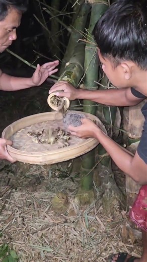 wow, there's a lot of abundance in bamboo #vidioshort #nature