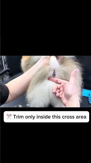If your fluffy dog keeps getting poop stuck…watch this 💩 👀