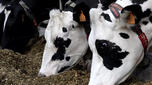 A bovine acupuncturist is holding training sessions across France promoting the use of traditional Chinese medicine on cows. | Reuters