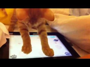 Cat Plays on iPad