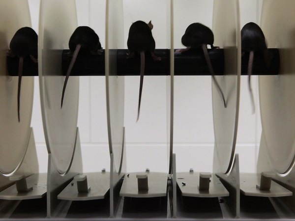 Assessing Functional Performance in the Mdx Mouse Model