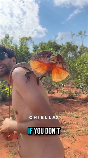 This Lizard's Crazy Defense Move Will Surprise You!