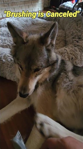Brushing My Wolf Went Exactly How You’d Expect! 🐺 😂 #petwolf #honeythewolf #wolf #wildpets