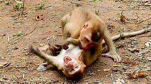 47K views · 2.5K reactions | Oh ... Hurt much till cry not out when got biting so terrible . | Monkey Wildlife | Facebook