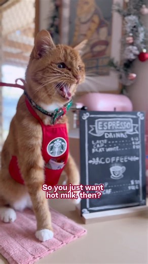 HONEY | Cat Chef | Influencer on Instagram: "CappucciNO 😾 Audio by @josiahschneider #funnycats #starbucks #barista #decaf"