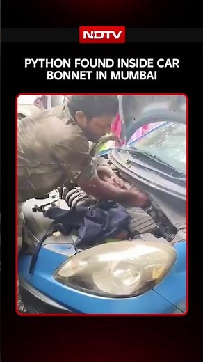 Mumbai News: Python Found Inside Car Bonnet In Mumbai, Residents Left Stunned