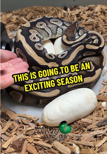 This is shaping up to be an exciting season and I can’t wait to share the journey with you! 🥚🐍 #molinarosnakelab #storytime #kearymolinaro #pythons #eggs