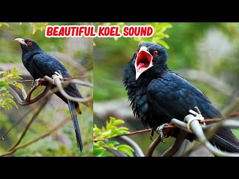 Koel Bird Singing Sound