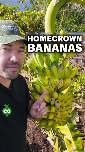 We help you grow. on Instagram: "HOMEGROWN BANANAS - Before I started growing these bad boys, I would call it a "banana tree." Truthfully, bananas are closer to an herb than a tree! The 'trunk' is just a bunch of huge leaves wrapped around one another, kind of like the top of an onion. It's called a pseudostem. The actual stem is hidden inside, growing up through the center to pop out the gorgeous flower and eventually, the bananas. The first time you plant bananas, you'll be overwhelmed by so m