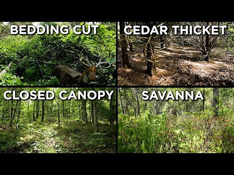 What Is THE BEST Cover For Whitetail Deer?!